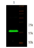 Adiponectin Antibody - Immunodetection Analysis: Representative blot from a previous lot. Lane 1.recombinant protein ADIPOQ.The membrane blot was probed with anti-ADIPOQ primary antibody (0.2 µg/ml). Proteins were visualized using a Donkey anti-rabbit secondary antibody conjugated to IRDye 800CW detection system. Arrows indicate recombinant proteinADIPOQ from E.coli cell (15kDa).