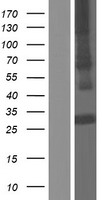 Adiponectin Protein - Western validation with an anti-DDK antibody * L: Control HEK293 lysate R: Over-expression lysate
