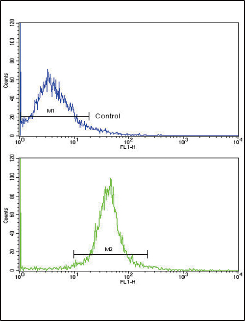 ADIPOR1/Adiponectin Receptor 1 Antibody - Flow cytometric of widr cells using ADIPOR1 Antibody (bottom histogram) compared to a negative control cell (top histogram). FITC-conjugated goat-anti-rabbit secondary antibodies were used for the analysis.
