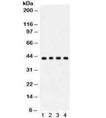 ADIPOR1/Adiponectin Receptor 1 Antibody