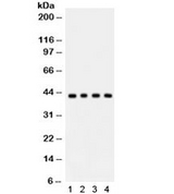 ADIPOR1/Adiponectin Receptor 1 Antibody