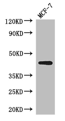 ADIPOR1/Adiponectin Receptor 1 Antibody - Positive WB detected in:MCF-7 whole cell lysate;All lanes: ADIPOR1 antibody at 2.5ug/ml;Secondary;Goat polyclonal to rabbit IgG at 1/50000 dilution;Predicted band size: 43 kDa;Observed band size: 43 kDa;