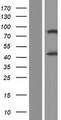 ADIPOR1/Adiponectin Receptor 1 Protein - Western validation with an anti-DDK antibody * L: Control HEK293 lysate R: Over-expression lysate