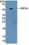 ADIPOR2 Antibody - Western Blot; Sample: Recombinant ADIPOR2, Human.