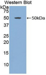 ADIPOR2 Antibody - Western blot of recombinant ADIPOR2.  This image was taken for the unconjugated form of this product. Other forms have not been tested.