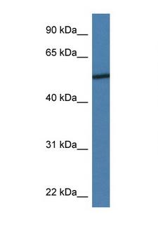 ADIPOR2 Antibody - ADIPOR2 antibody Western blot of 435S Cell lysate. Antibody concentration 1 ug/ml.  This image was taken for the unconjugated form of this product. Other forms have not been tested.