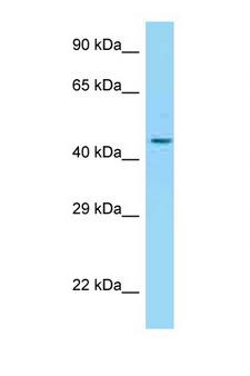 ADIPOR2 Antibody - ADIPOR2 antibody western blot of 3 Cell lysate. Antibody concentration 1 ug/ml.  This image was taken for the unconjugated form of this product. Other forms have not been tested.