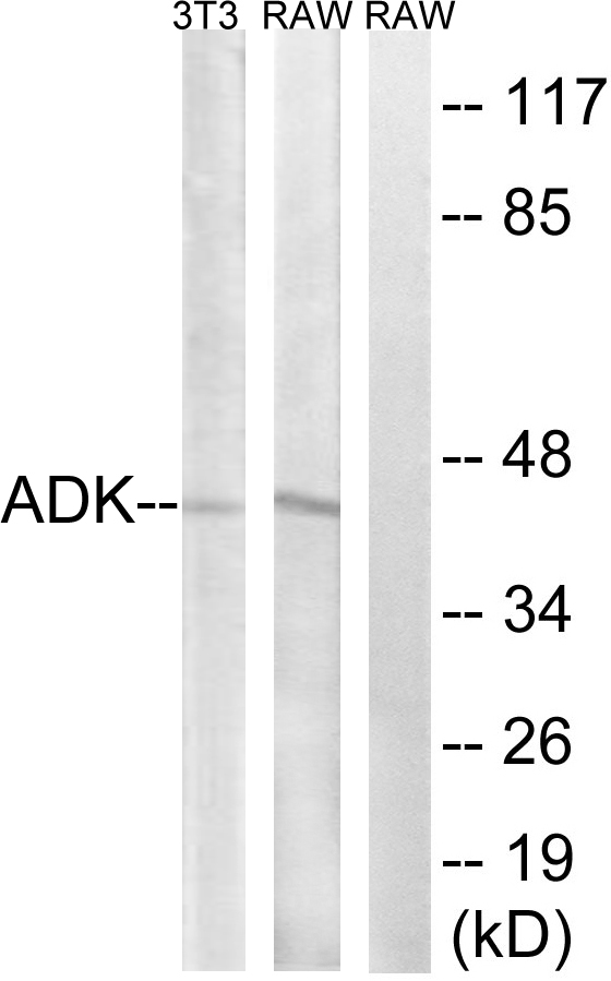 ADK / Adenosine Kinase Antibody - Western blot analysis of lysates from RAW264.7 and NIH/3T3 cells, using ADK Antibody. The lane on the right is blocked with the synthesized peptide.