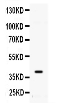 ADK / Adenosine Kinase Antibody - Western blot - Anti-ADK Picoband Antibody