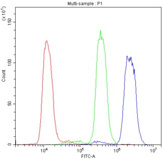 ADK / Adenosine Kinase Antibody - Flow Cytometry analysis of HL-60 cells using anti-ADK antibody. Overlay histogram showing HL-60 cells stained with anti-ADK antibody (Blue line). The cells were blocked with 10% normal goat serum. And then incubated with rabbit anti-ADK Antibody (1µg/10E6 cells) for 30 min at 20°C. DyLight®488 conjugated goat anti-rabbit IgG (5-10µg/10E6 cells) was used as secondary antibody for 30 minutes at 20°C. Isotype control antibody (Green line) was rabbit IgG (1µg/10E6 cells) used under the same conditions. Unlabelled sample (Red line) was also used as a control.