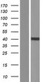 ADK / Adenosine Kinase Protein - Western validation with an anti-DDK antibody * L: Control HEK293 lysate R: Over-expression lysate