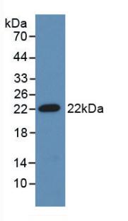 ADM / Adrenomedullin Antibody - Western Blot; Sample: Recombinant ADM, Mouse.