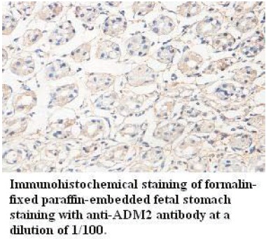 ADM2 / Adrenomedullin 2 Antibody