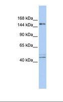 ADNP Antibody - Fetal brain lysate. Antibody concentration: 1.0 ug/ml. Gel concentration: 6-18%.  This image was taken for the unconjugated form of this product. Other forms have not been tested.