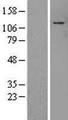 ADNP Protein - Western validation with an anti-DDK antibody * L: Control HEK293 lysate R: Over-expression lysate