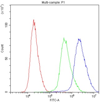 ADO Antibody - Flow Cytometry analysis of Hela cells using anti-ADO antibody. Overlay histogram showing Hela cells stained with anti-ADO antibody (Blue line). The cells were blocked with 10% normal goat serum. And then incubated with rabbit anti-ADO Antibody (1µg/10E6 cells) for 30 min at 20°C. DyLight®488 conjugated goat anti-rabbit IgG (5-10µg/10E6 cells) was used as secondary antibody for 30 minutes at 20°C. Isotype control antibody (Green line) was rabbit IgG (1µg/10E6 cells) used under the same conditions. Unlabelled sample (Red line) was also used as a control.