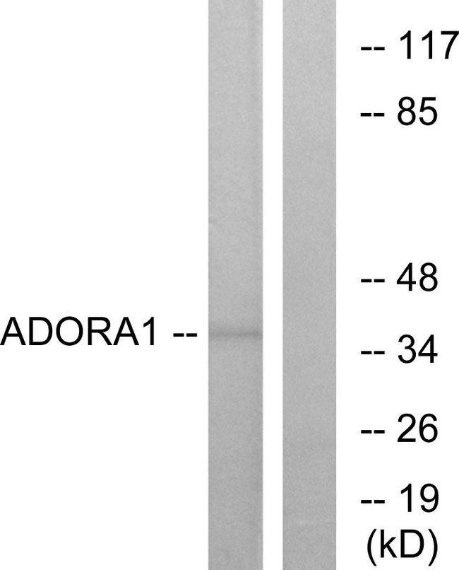 ADORA1 / Adenosine A1 Receptor Antibody - Western blot analysis of lysates from MCF-7 cells, using ADORA1 Antibody. The lane on the right is blocked with the synthesized peptide.