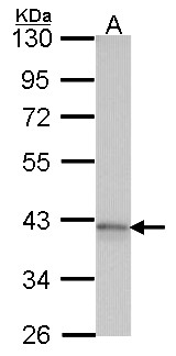 ADORA1 / Adenosine A1 Receptor Antibody - Sample (30 ug of whole cell lysate). A: Hela. 10% SDS PAGE. Adenosine receptor A1 antibody. ADORA1 antibody diluted at 1:1000. 