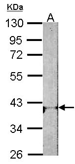 ADORA1 / Adenosine A1 Receptor Antibody - Sample (30 ug of whole cell lysate). A: NIH-3T3. 10% SDS PAGE. ADORA1 antibody diluted at 1:1000.