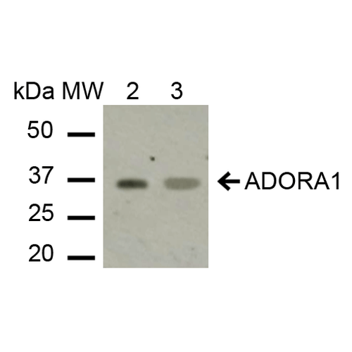 ADORA1 / Adenosine A1 Receptor Antibody - Western blot analysis of Human HeLa and HEK293Trap cell lysates showing detection of ~36.5 kDa Adenosine receptor A1 protein using Rabbit Anti-Adenosine receptor A1 Polyclonal Antibody. Lane 1: Molecular Weight Ladder (MW). Lane 2: HeLa cell lysates. Lane 3: 293Trap cell lysates. Load: 15 µg. Block: 5% Skim Milk in 1X TBST. Primary Antibody: Rabbit Anti-Adenosine receptor A1 Polyclonal Antibody  at 1:1000 for 2 hours at RT. Secondary Antibody: Goat Anti-Rabbit IgG: HRP at 1:1000 for 60 min at RT. Color Development: ECL solution for 6 min in RT. Predicted/Observed Size: ~36.5 kDa.