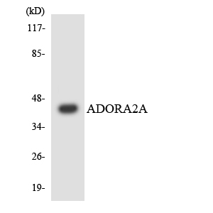 ADORA2A/Adenosine A2A Receptor Antibody - Western blot analysis of the lysates from HepG2 cells using ADORA2A antibody.