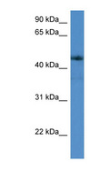 ADORA2A/Adenosine A2A Receptor Antibody - ADORA2A antibody Western blot of RPMI-8226 cell lysate.  This image was taken for the unconjugated form of this product. Other forms have not been tested.