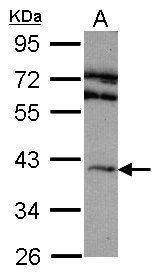 ADORA2A/Adenosine A2A Receptor Antibody - Sample (30 ug of whole cell lysate). A:293T. 10% SDS PAGE. A2a Receptor / ADORA2A antibody diluted at 1:1000.