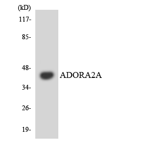 ADORA2A/Adenosine A2A Receptor Antibody - Western blot analysis of the lysates from RAW264.7cells using ADORA2A antibody.