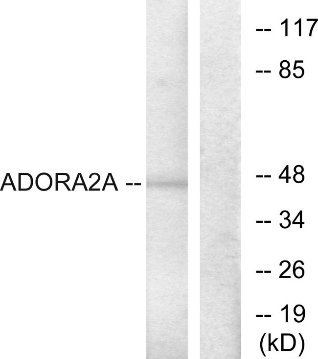 ADORA2A/Adenosine A2A Receptor Antibody - Western blot analysis of lysates from HepG2 cells, using ADORA2A Antibody. The lane on the right is blocked with the synthesized peptide.