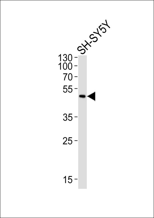 ADORA2A/Adenosine A2A Receptor Antibody - Western blot of lysate from SH-SY5Y cell line, using ADORA2A antibody diluted at 1:1000. A goat anti-rabbit IgG H&L (HRP) at 1:10000 dilution was used as the secondary antibody. Lysate at 20 ug.