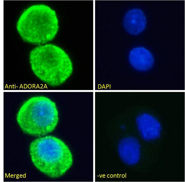 ADORA2A/Adenosine A2A Receptor Antibody - Immunofluorescence analysis of paraformaldehyde fixed HepG2 cells, permeabilized with 0.15% Triton. Primary incubation 1hr (10ug/ml) followed by Alexa Fluor 488 secondary antibody (2ug/ml), showing cytoplasmic staining. The nuclear stain is DAPI (