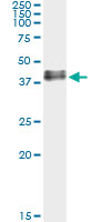 ADORA2A/Adenosine A2A Receptor Antibody - Immunoprecipitation of ADORA2A transfected lysate using anti-ADORA2A monoclonal antibody and Protein A Magnetic Bead.