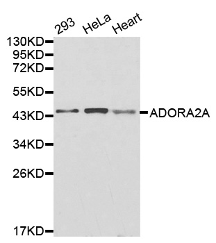ADORA2A/Adenosine A2A Receptor Antibody - Western blot analysis of extracts of various cell lines.