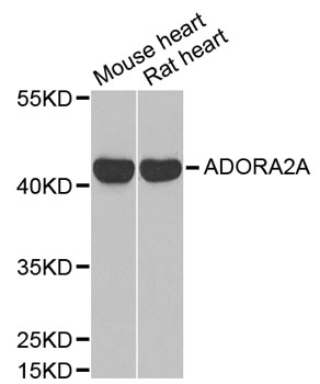 ADORA2A/Adenosine A2A Receptor Antibody - Western blot analysis of extracts of various cell lines, using ADORA2A antibody at 1:1000 dilution. The secondary antibody used was an HRP Goat Anti-Rabbit IgG (H+L) at 1:10000 dilution. Lysates were loaded 25ug per lane and 3% nonfat dry milk in TBST was used for blocking. An ECL Kit was used for detection and the exposure time was 90s.