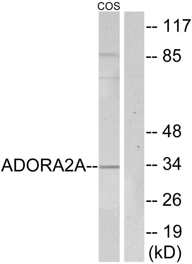 ADORA2A/Adenosine A2A Receptor Antibody - Western blot analysis of extracts from COS7 cells, using ADORA2A antibody.