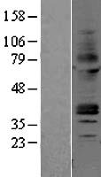 ADORA2A/Adenosine A2A Receptor Protein - Western validation with an anti-DDK antibody * L: Control HEK293 lysate R: Over-expression lysate