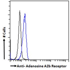 ADORA2B/Adenosine A2B Receptor Antibody - ADORA2B/Adenosine A2B Receptor antibody flow cytometric analysis of paraformaldehyde fixed Kelly cells (blue line), permeabilized with 0.5% Triton. Primary incubation 1hr (10ug/ml) followed by Alexa Fluor 488 secondary antibody (2ug/ml). IgG control: Unimmunized goat IgG (black line) followed by Alexa Fluor 488 secondary antibody.