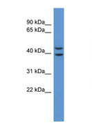 ADORA3 / Adenosine A3 Receptor Antibody - ADORA3 antibody Western blot of U937 Cell lysate. Antibody concentration 1 ug/ml.  This image was taken for the unconjugated form of this product. Other forms have not been tested.
