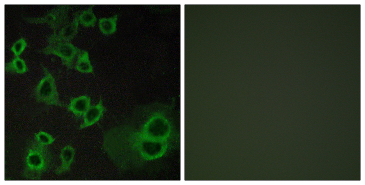 ADORA3 / Adenosine A3 Receptor Antibody - Immunofluorescence analysis of COS7 cells, using ADORA3 Antibody. The picture on the right is blocked with the synthesized peptide.