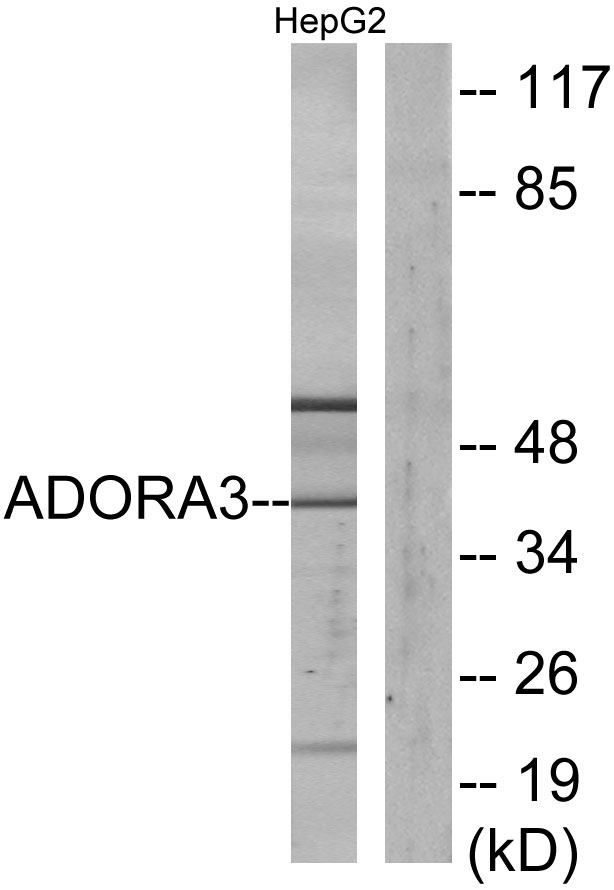 ADORA3 / Adenosine A3 Receptor Antibody - Western blot analysis of lysates from HepG2 cells, using ADORA3 Antibody. The lane on the right is blocked with the synthesized peptide.