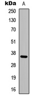 ADORA3 / Adenosine A3 Receptor Antibody - Western blot analysis of Adenosine A3 Receptor expression in MCF7 (A) whole cell lysates.