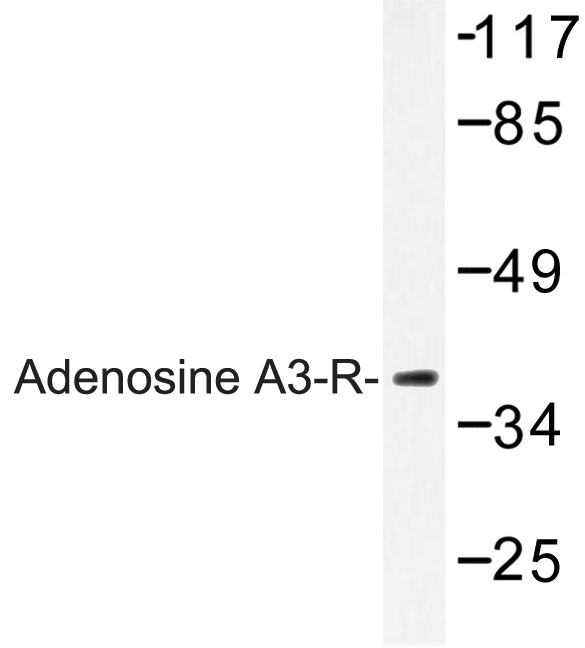ADORA3 / Adenosine A3 Receptor Antibody - Western blot of Adenosine A3-R (E318) pAb in extracts from HepG2 cells.