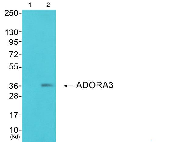 ADORA3 / Adenosine A3 Receptor Antibody - Western blot analysis of extracts from JurKat cells, using ADORA3 antibody.