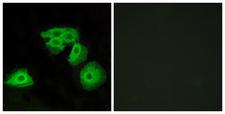 ADORA3 / Adenosine A3 Receptor Antibody - Peptide - + Immunofluorescence analysis of HeLa cells, using ADORA3 antibody.