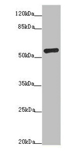 ADPGK Antibody - Western blot All Lanes: ADPGK antibody at 1.02ug/ml+ Hela whole cell lysate Goat polyclonal to rabbit at 1/10000 dilution Predicted band size: 55,54,29,25,39,9 kDa Observed band size: 54 kDa