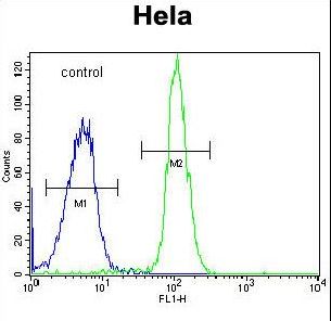 ADPRHL2 Antibody - ADPRHL2 Antibody flow cytometry of HeLa cells (right histogram) compared to a negative control cell (left histogram). FITC-conjugated goat-anti-rabbit secondary antibodies were used for the analysis.