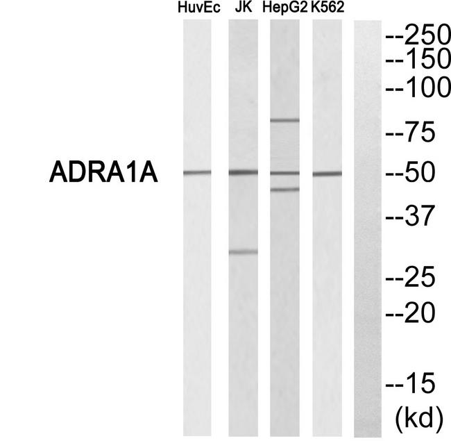 ADRA1A Antibody - Western blot analysis of extracts from HuvEc cells, Jurkat cells, HepG2 cells and K562 cells, using ADRA1A antibody.