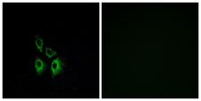 ADRA1A Antibody - Peptide - + Immunofluorescence analysis of A549 cells, using ADRA1A antibody.