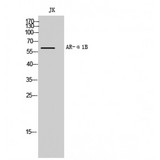 ADRA1B / Adrenoceptor alpha 1B Antibody - Western blot of AR-alpha1B antibody