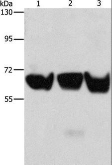 ADRA1B / Adrenoceptor alpha 1B Antibody - Western blot analysis of 293T, PC3 and HeLa cell, using ADRA1B Polyclonal Antibody at dilution of 1:500.